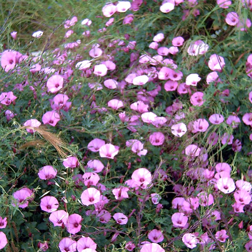 Convolvulus althaeoides - Liseron de Provence (Flowering)