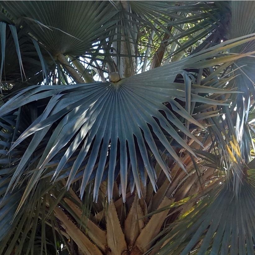 Copernicia hospita - Palmier à cire (Foliage)