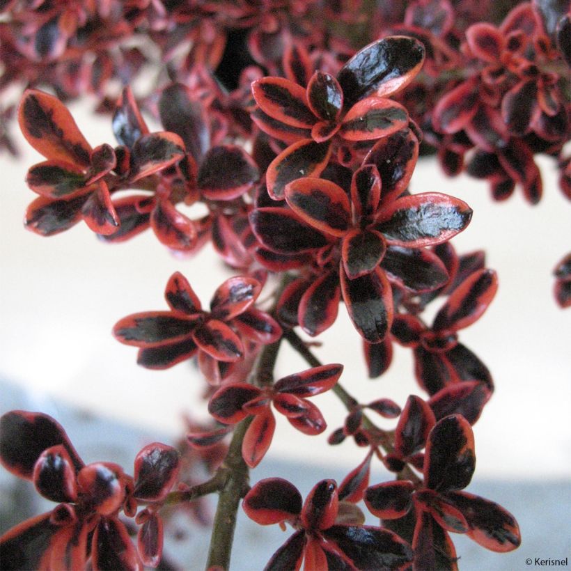 Coprosma (x) repens Fire Burst (Foliage)