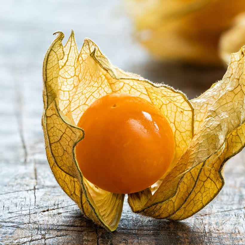Coqueret du Pérou - Physalis edulis - Vilmorin (Harvest)
