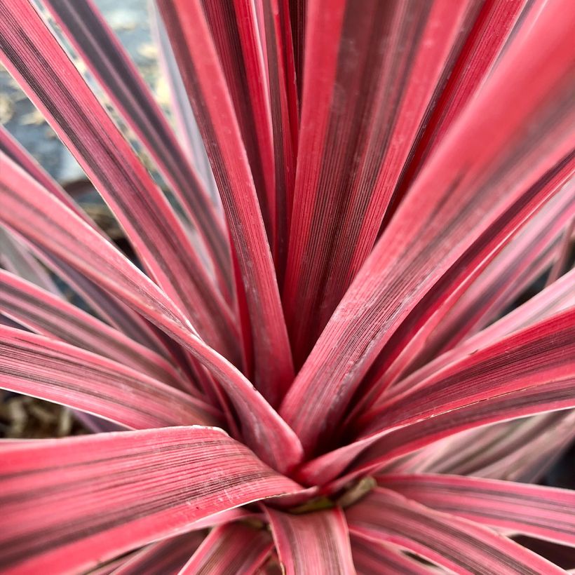 Cordyline Charlie boy® (Foliage)