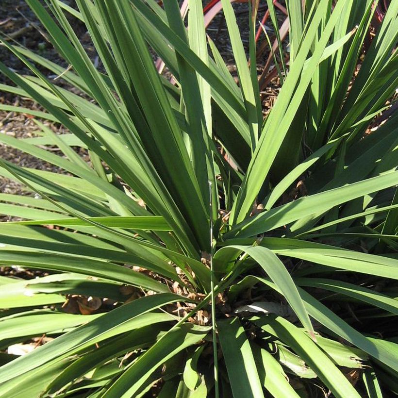 Cordyline Ti Tawhiti (Foliage)