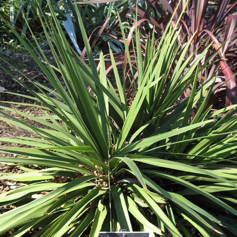 Cordyline Ti Tawhiti (Plant habit)