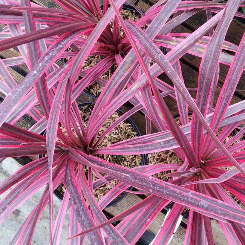 Cordyline australis Pink passion (Flowering)