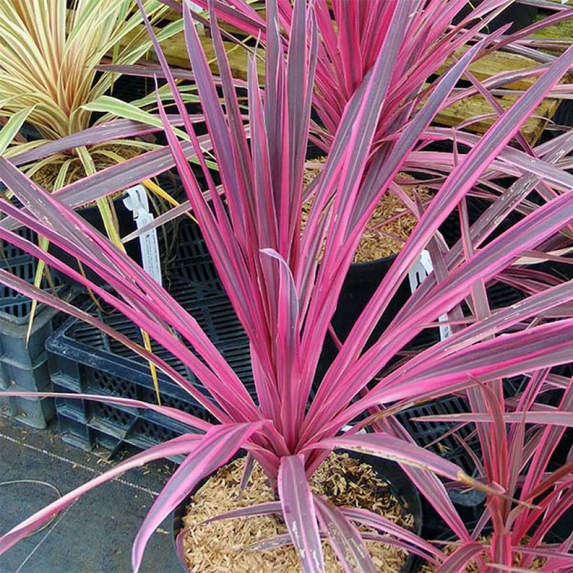 Cordyline australis Southern Splendour (Plant habit)