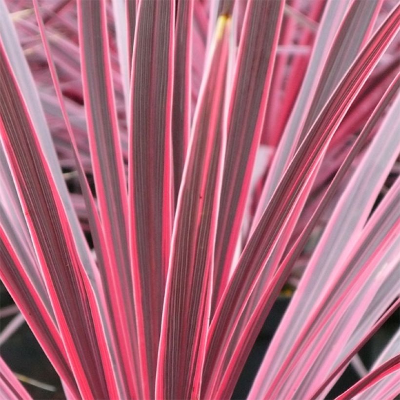 Cordyline australis Sunrise (Foliage)