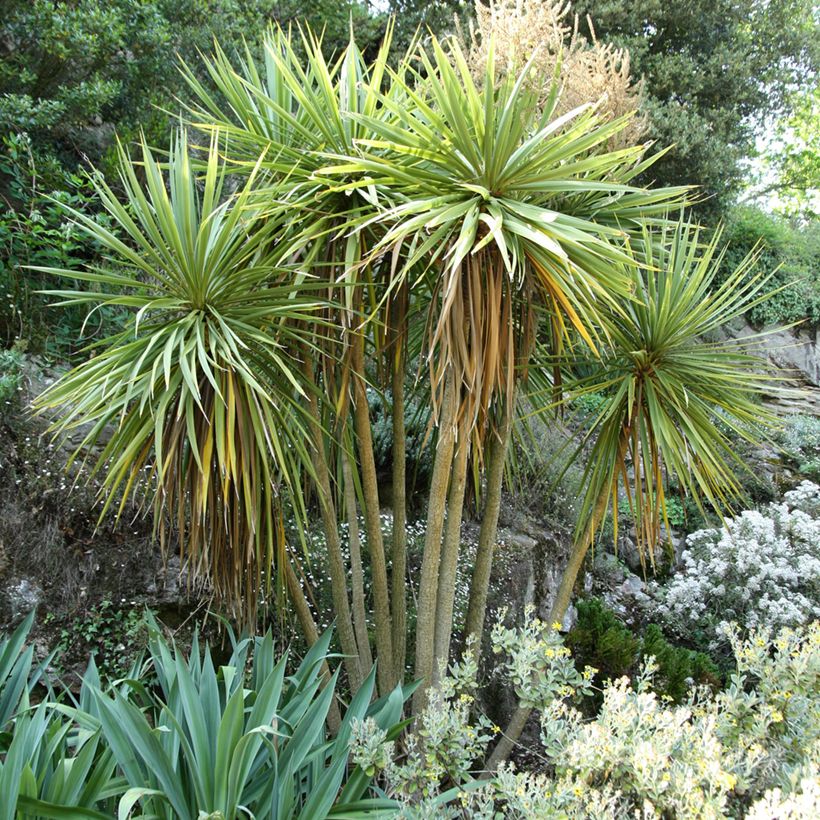 Cordyline australis (Plant habit)