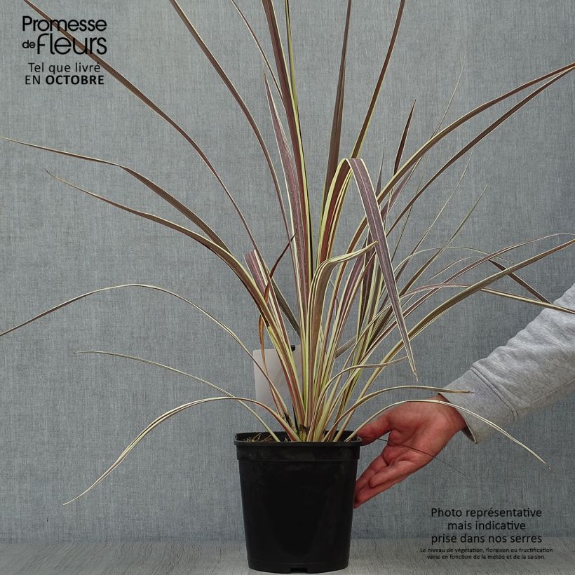 Example of Cordyline banksii Electric Flash - Cordyline Pot de 3L/4L as you get in automne