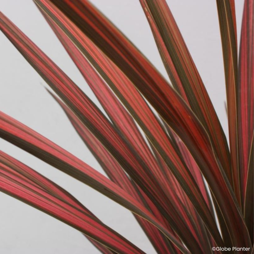 Cordyline australis Coral (Foliage)