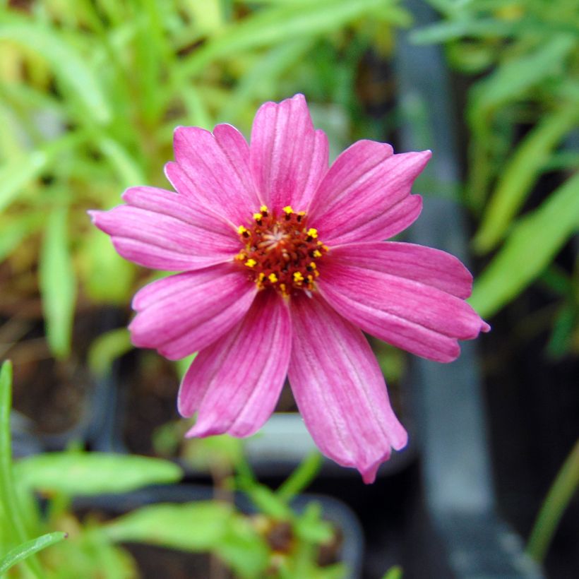 Coreopsis Limerock Passion - Coreopsis hybride (Flowering)