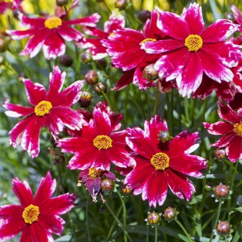 Coreopsis Madras Magic - Coréopsis (Flowering)