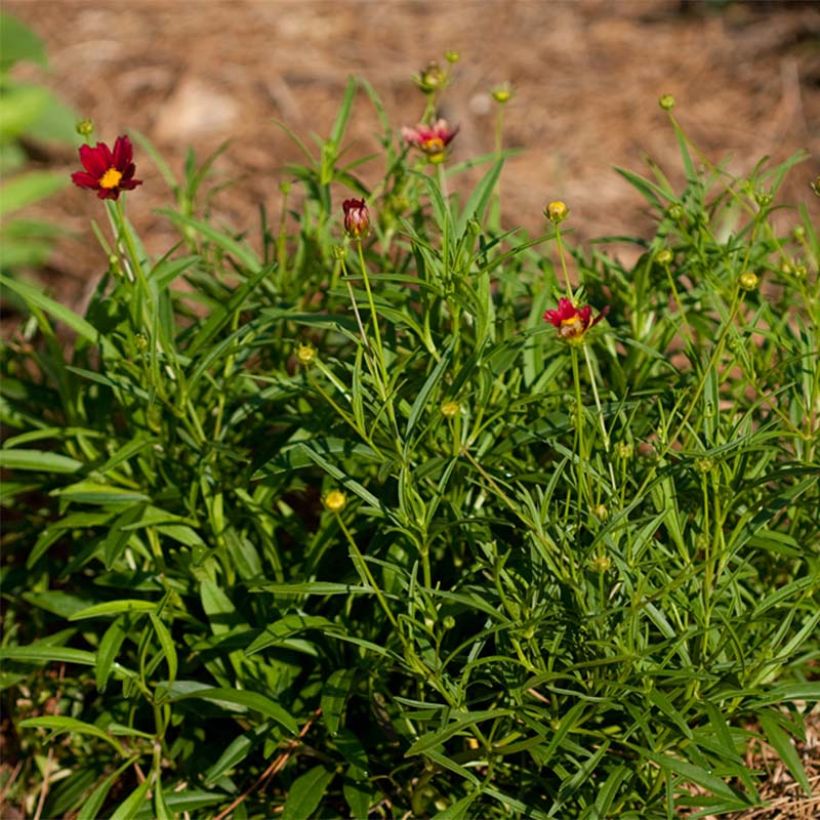 Coreopsis Mercury Rising (Foliage)