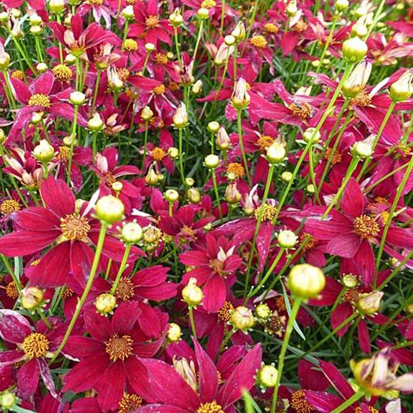 Coreopsis Red Satin (Flowering)