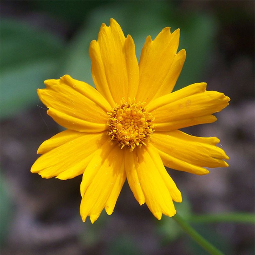 Coreopsis auriculata Nana - Coréopsis auriculé (Flowering)