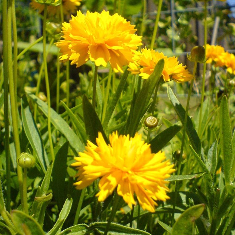 Coreopsis grandiflora Louis d'Or - Coréopsis à grandes fleurs doubles (Flowering)
