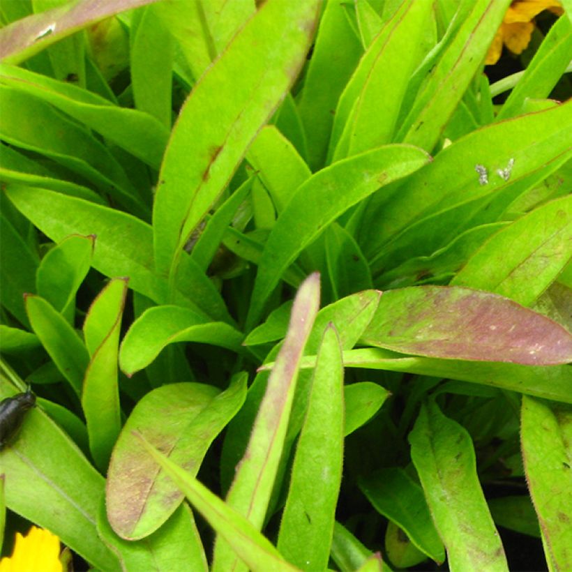 Coreopsis lanceolata Goldfink - Coréopsis à feuilles lancéolées (Foliage)