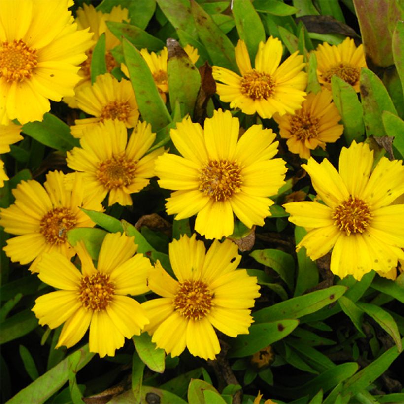 Coreopsis lanceolata Goldfink - Coréopsis à feuilles lancéolées (Flowering)