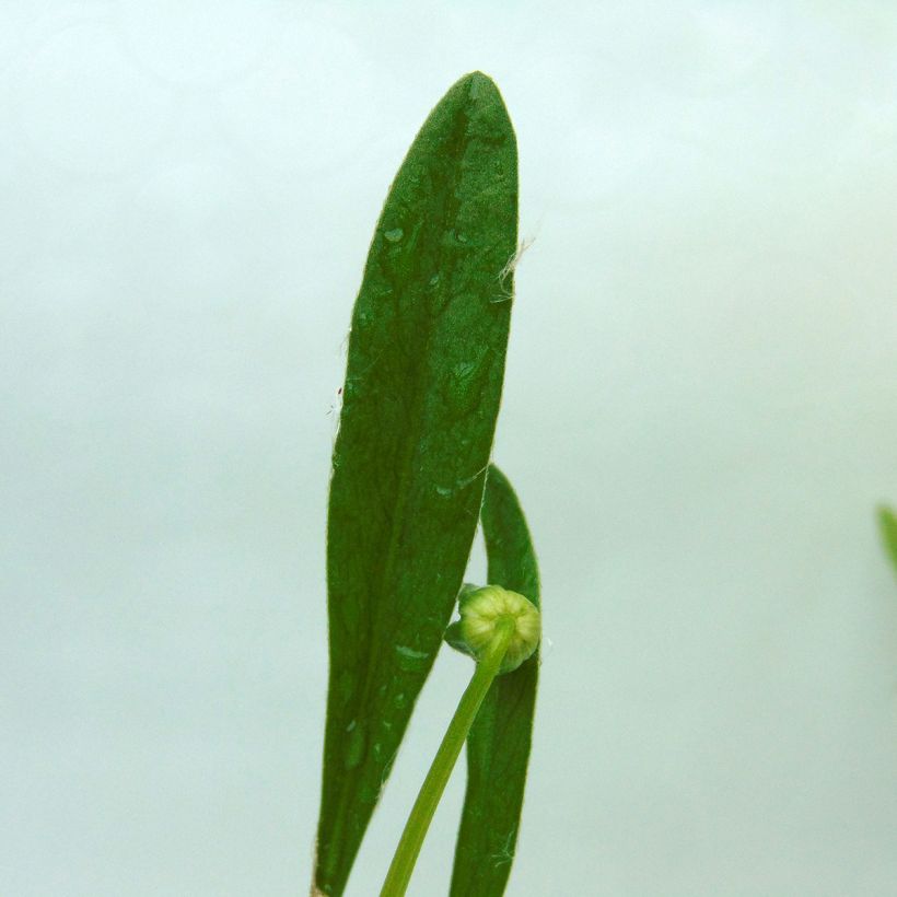 Coreopsis lanceolata Sterntaler - Coréopsis à feuilles lancéolées (Foliage)