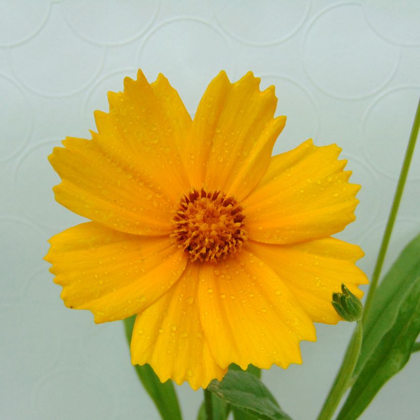 Coreopsis lanceolata Sterntaler - Coréopsis à feuilles lancéolées (Flowering)