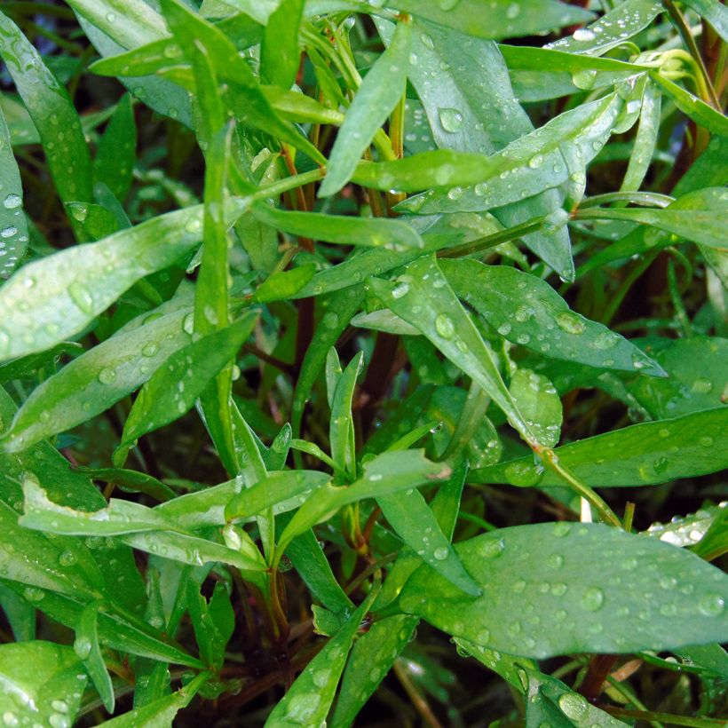 Coreopsis rosea Heaven's Gate (Foliage)