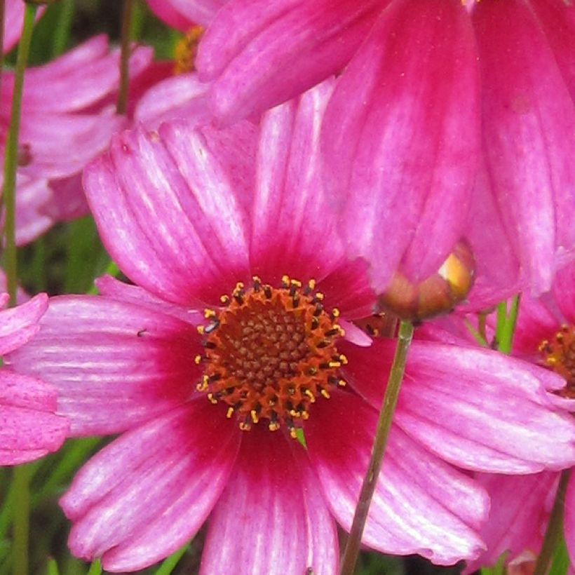 Coreopsis rosea Heaven's Gate (Flowering)