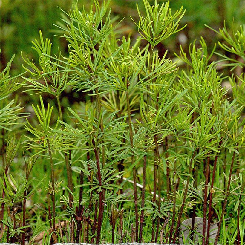 Coreopsis verticillata Route 66 (Foliage)