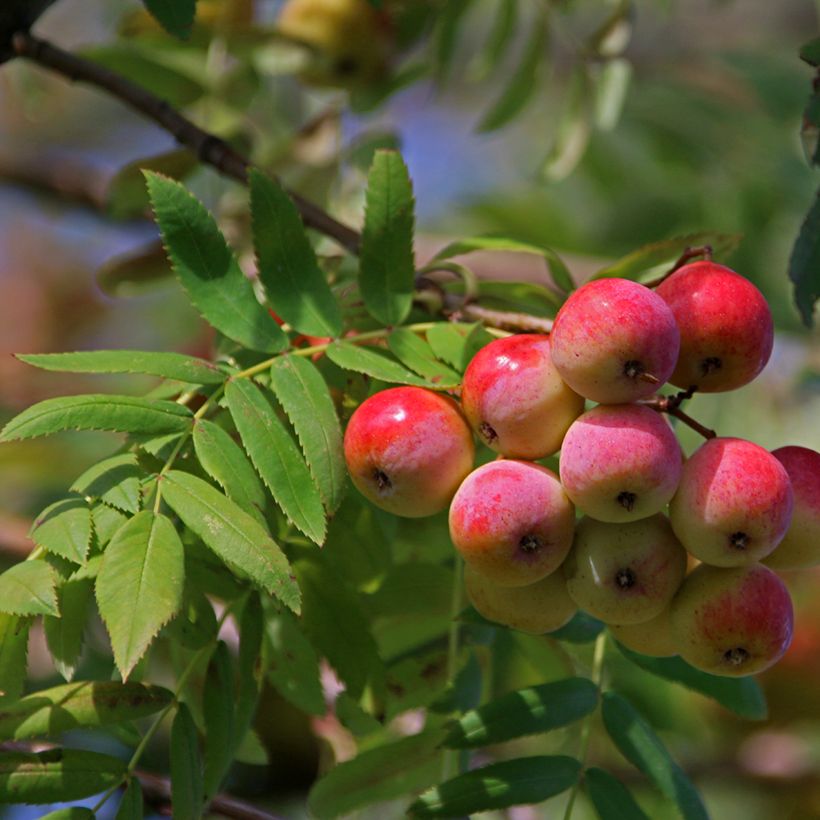 Cormier, Sorbier domestique - Sorbus domestica (Harvest)