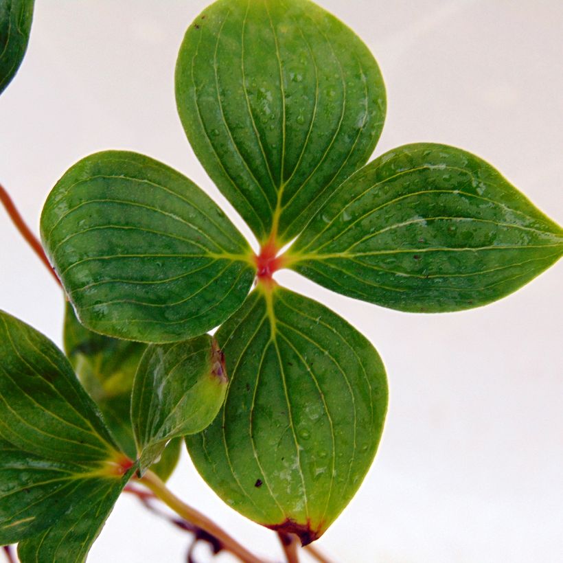 Cornouiller du Canada - Cornus canadensis (Foliage)