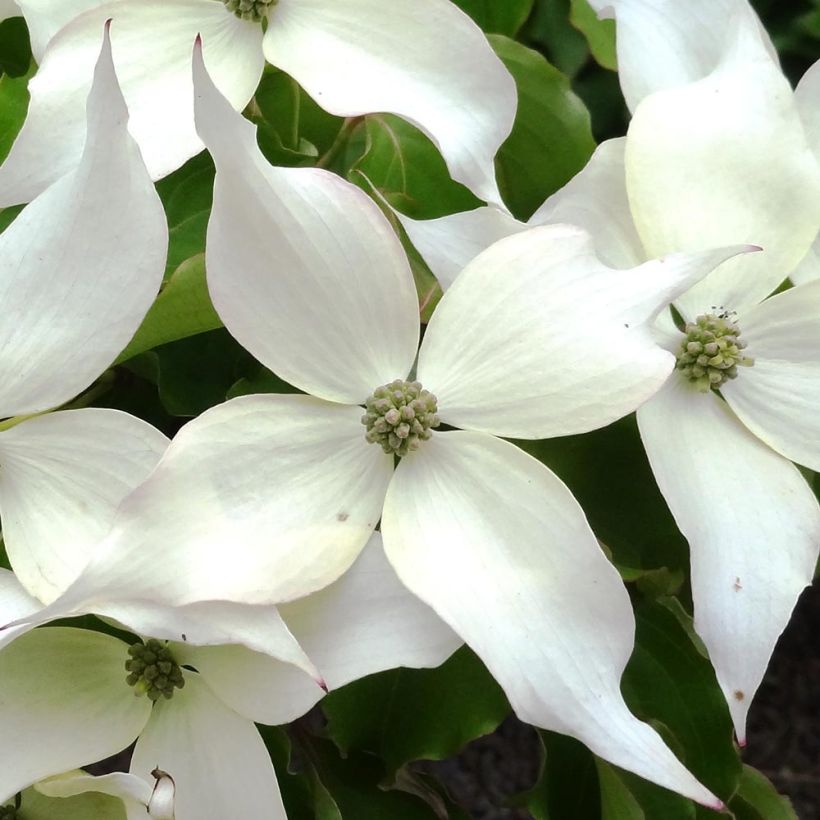 Cornus kousa Weisse Fontaine - Cornouiller du Japon (Flowering)