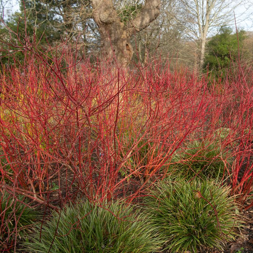 Cornus alba Baton Rouge - Cornouiller blanc à bois rouge (Plant habit)