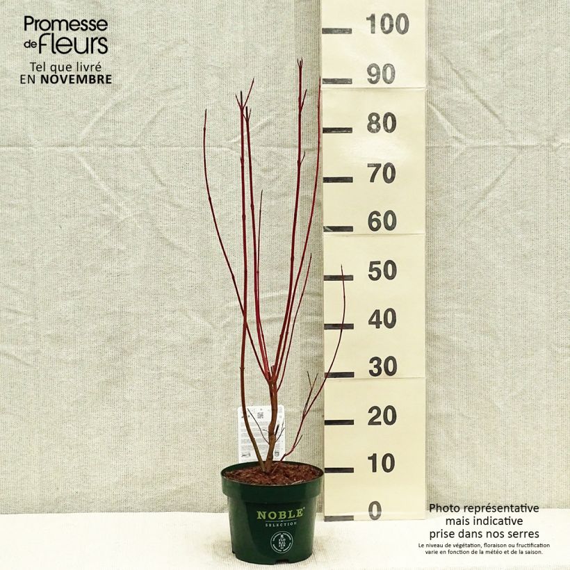Example of Cornus alba Baton Rouge - Cornouiller blanc à bois rouge Pot de 2L/3L as you get in automne