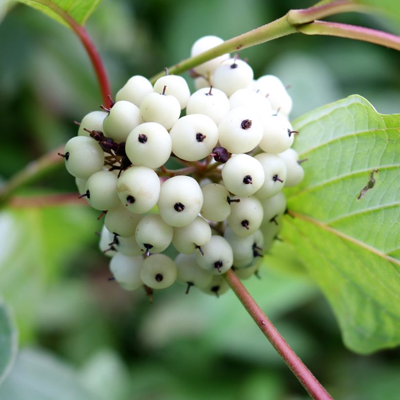 Cornus alba - Cornouiller blanc (Harvest)