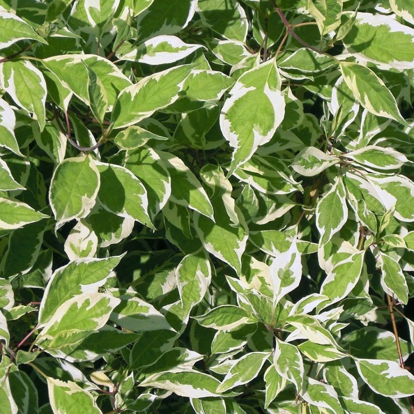 Cornus alba Elegantissima - Cornouiller blanc panaché (Foliage)