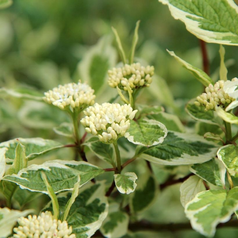 Cornus alba Elegantissima - Cornouiller blanc panaché (Flowering)