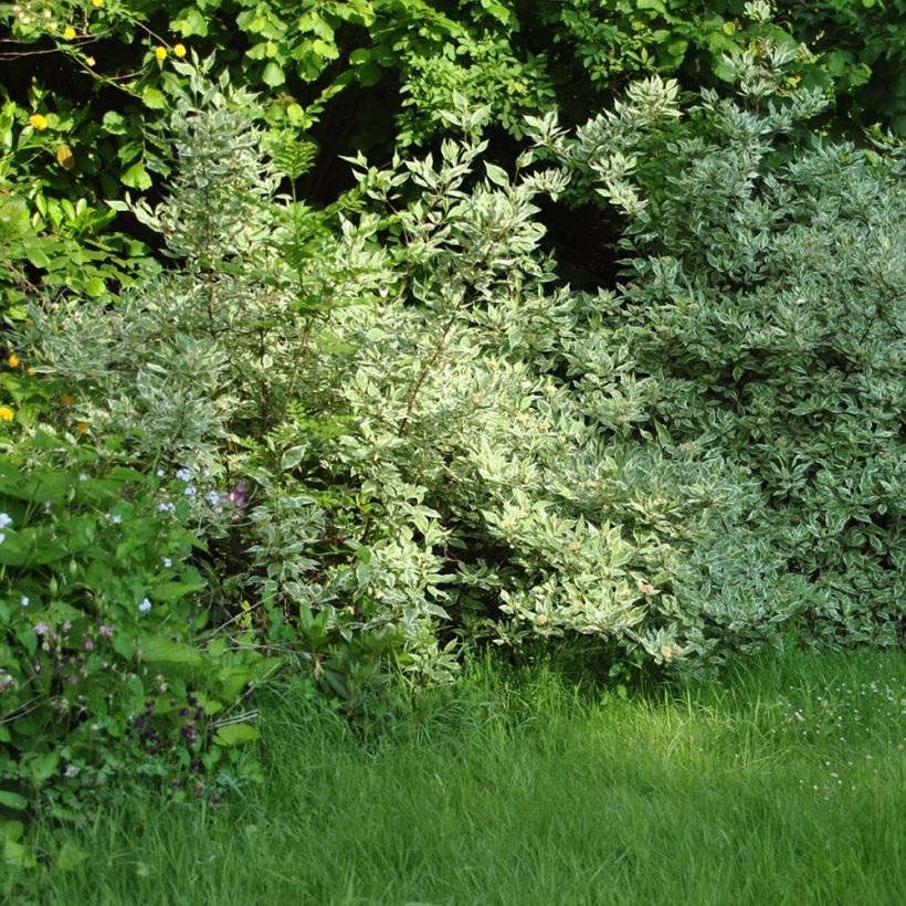 Cornus alba Elegantissima - Cornouiller blanc panaché (Plant habit)