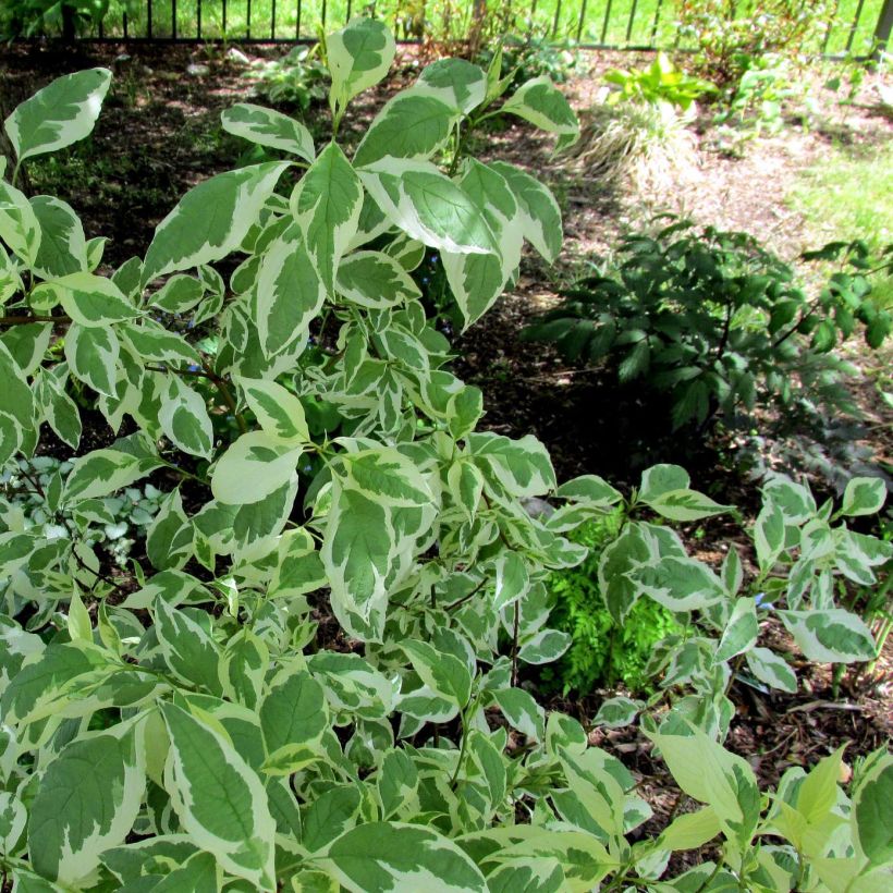 Cornus alba Ivory Halo - Cornouiller blanc (Foliage)