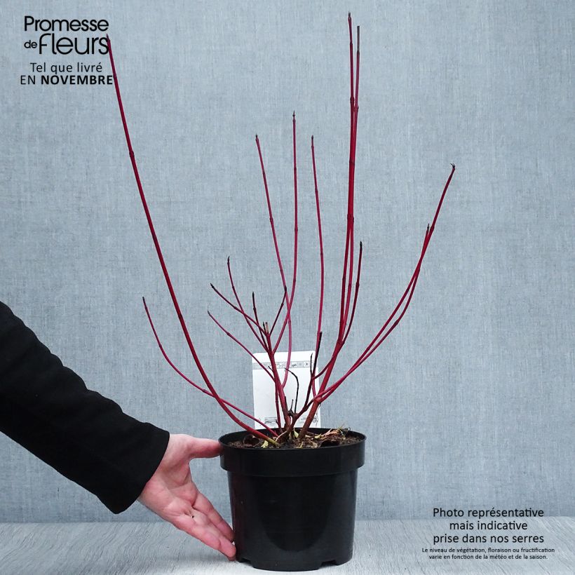 Example of Cornus alba Siberian Pearls - Cornouiller blanc à bois rouge Pot de 3L/4L as you get in automne