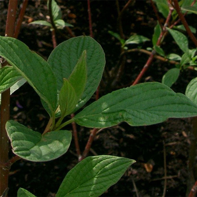 Cornus alba Sibirica - Cornouiller blanc de Sibérie (Foliage)