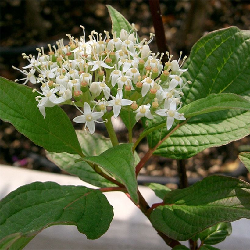 Cornus alba Sibirica - Cornouiller blanc de Sibérie (Flowering)