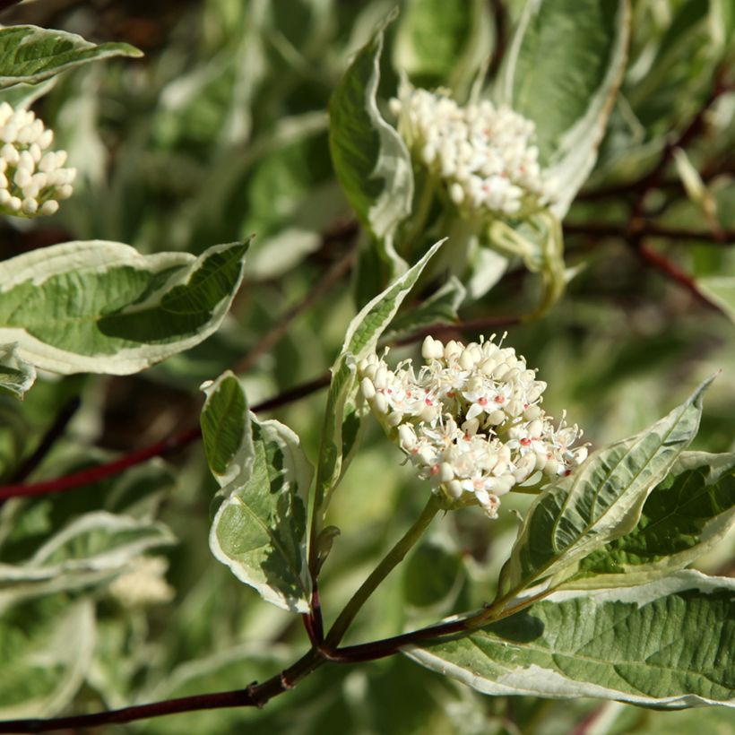 Cornus alba Sibirica Variegata - Cornouiller blanc (Flowering)