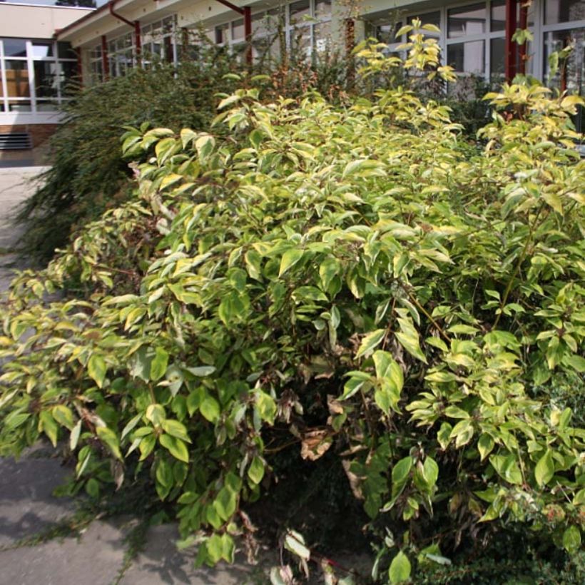 Cornus alba Spaethii - Cornouiller blanc à feuillage panaché (Plant habit)