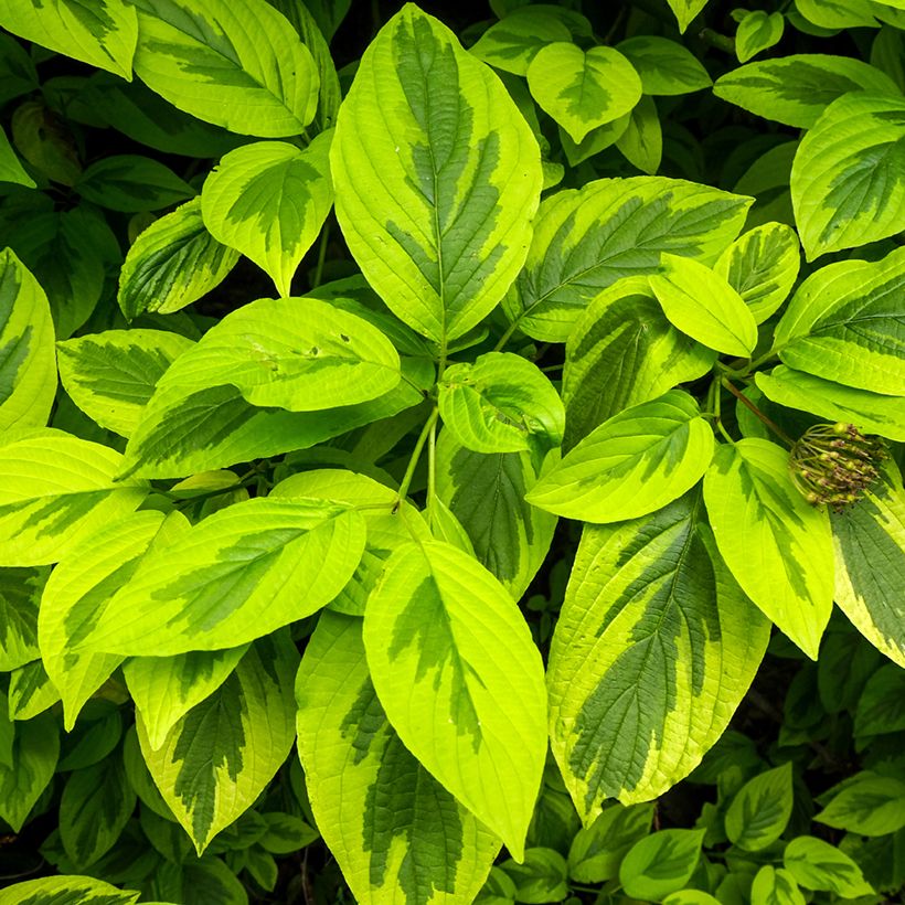 Cornus alba Spaethii - Cornouiller blanc à feuillage panaché (Foliage)