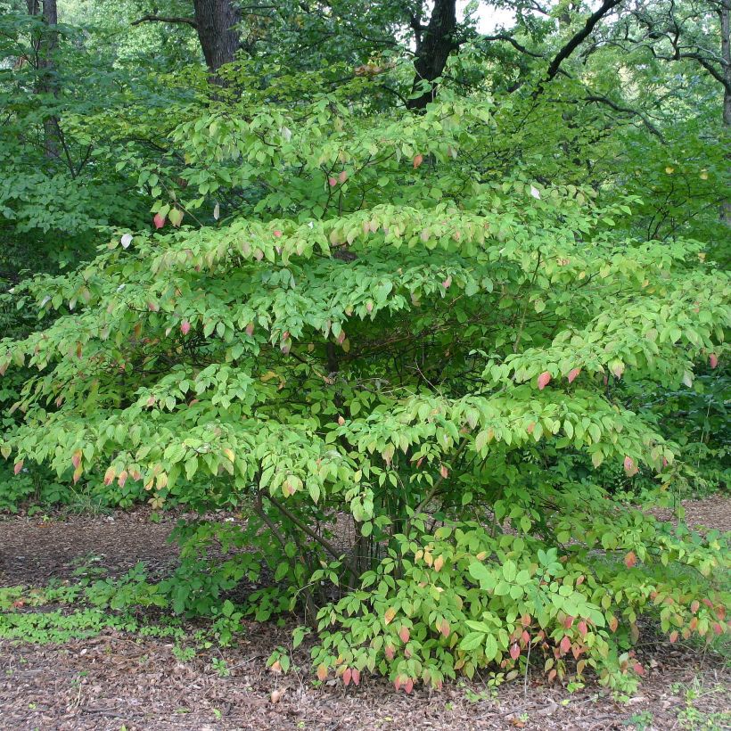 Cornus alternifolia - Cornouiller à feuilles alternes (Plant habit)