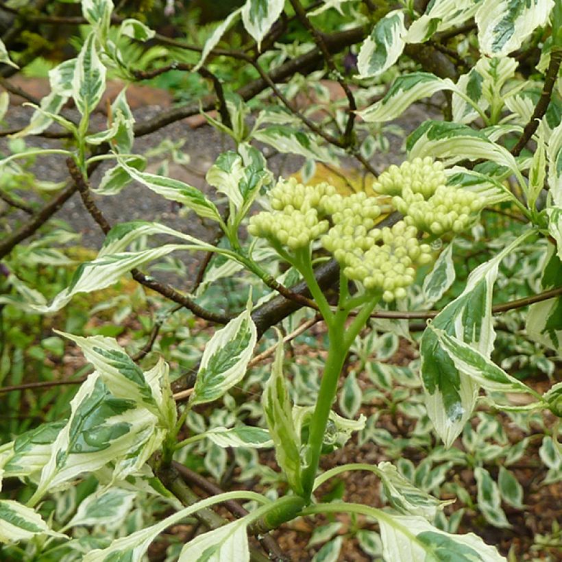 Cornus alternifolia Argentea - Cornouiller panaché à feuilles alternes (Flowering)