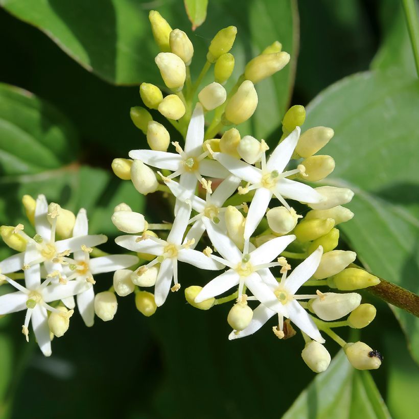 Cornus alternifolia - Cornouiller à feuilles alternes (Flowering)