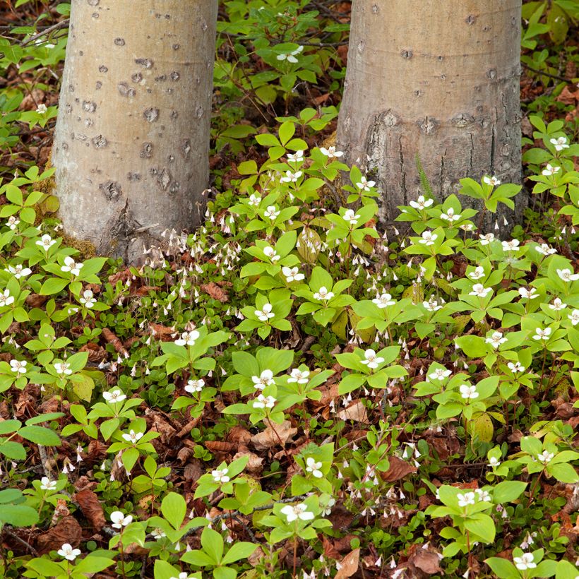 Cornouiller du Canada - Cornus canadensis (Plant habit)