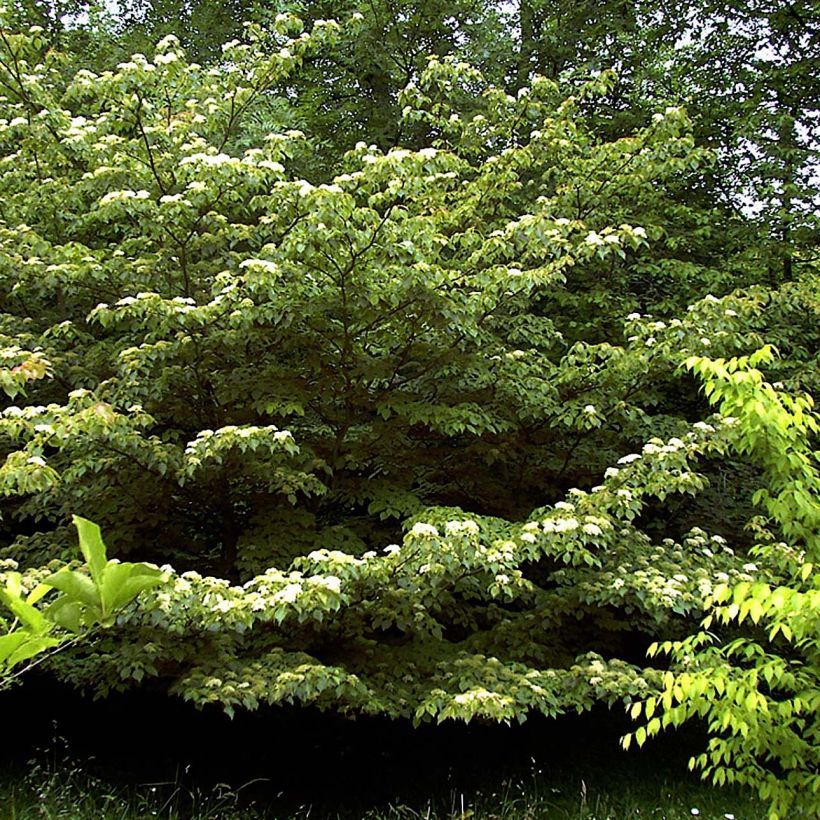 Cornus controversa - Cornouiller des Pagodes (Plant habit)