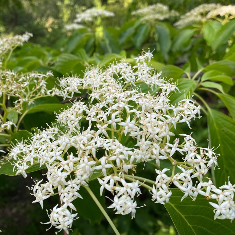 Cornus controversa - Cornouiller des Pagodes (Flowering)