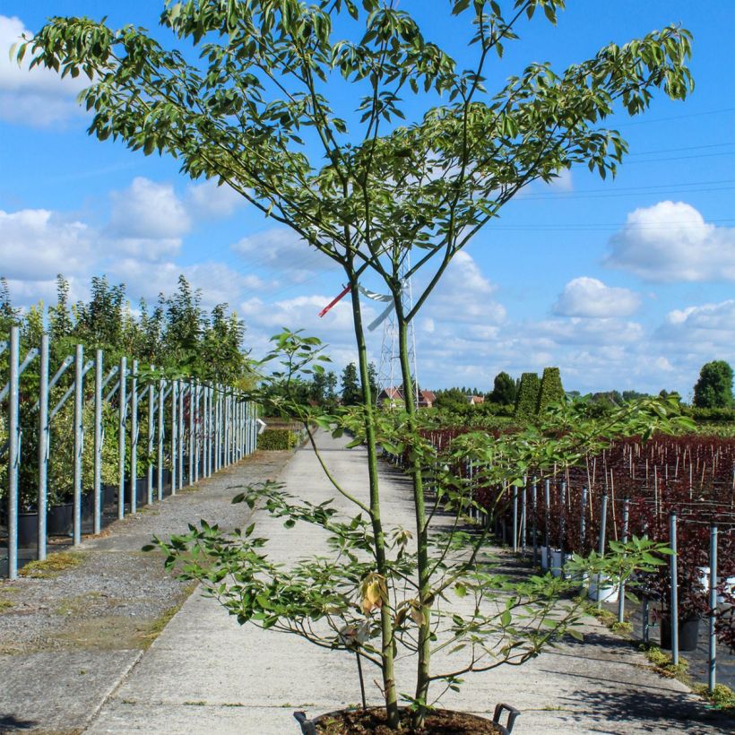Example of Cornus controversa - Cornouiller des Pagodes Pot de 80L/90L as you get in printemps