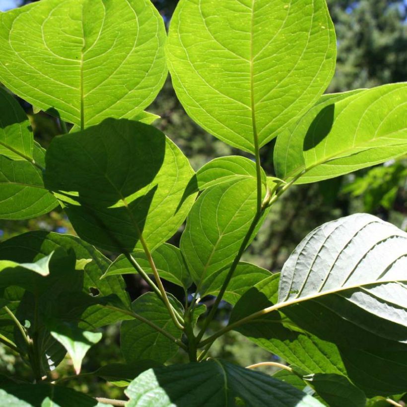 Cornus controversa Pagoda - Cornouiller des Pagodes (Foliage)
